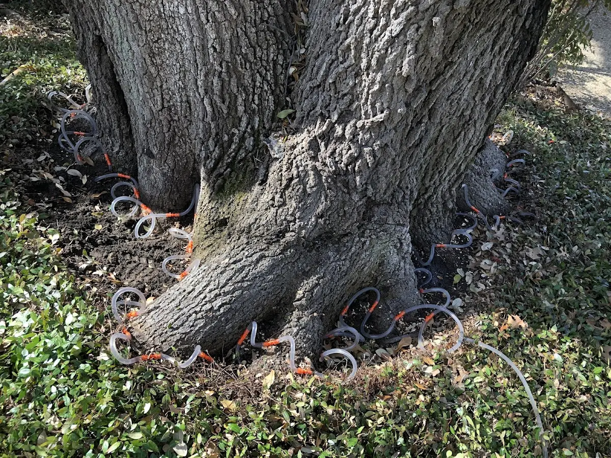 Detailed Tree Cabling and Bracing job site in New Pine Creek