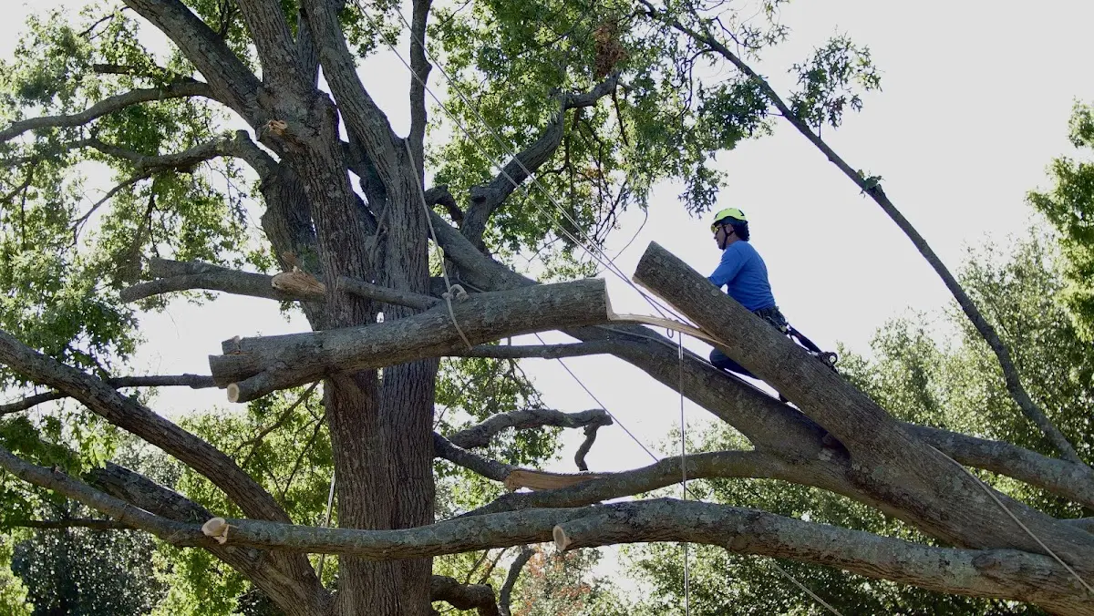Professional Crown Thinning performed by certified arborists in New Pine Creek