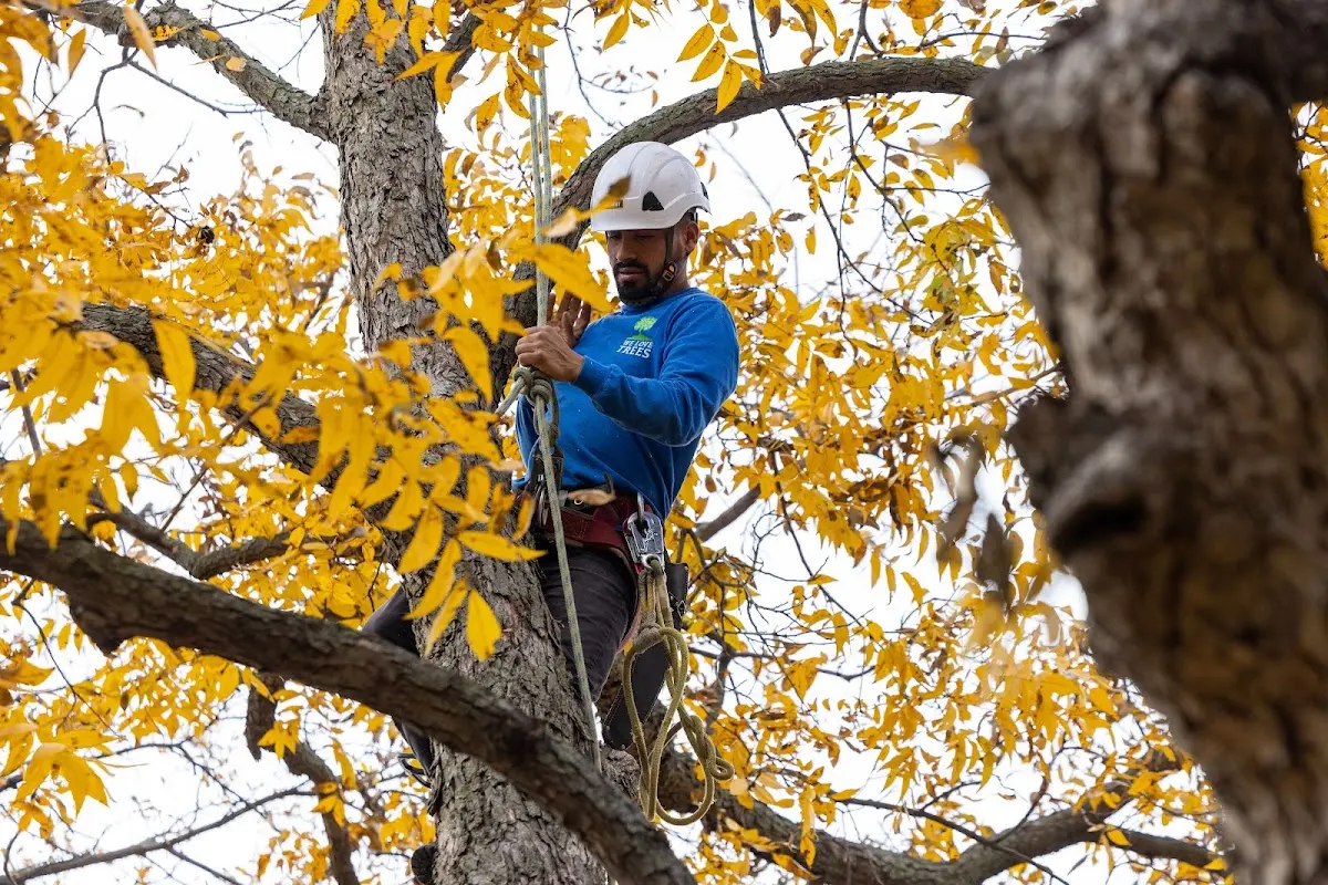 Skilled Tree Pruning crew working in New Pine Creek
