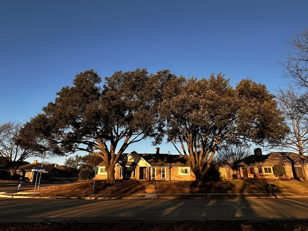 Established residential canopy tree shading a home in New Pine Creek